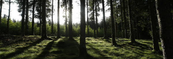 Le renouvellement des forêts est essentiel pour garantir la durabilité de la forêt française. 