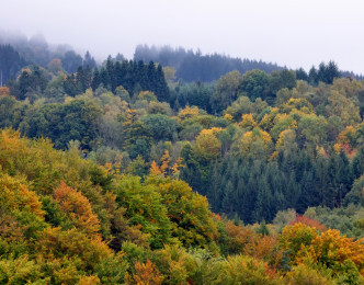 La forêt française est aux mains d’une poignée de privilégiés ?