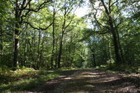 Forêts à vendre