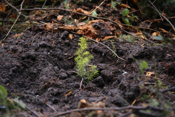 Un plant de cèdre après la plantation.