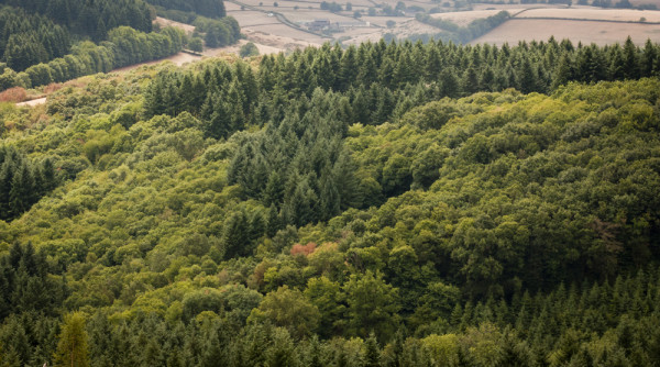 Paysage forestier du sud Saône-et-Loire