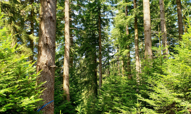 Les actions des forestiers sont bien plus complexes qu'il n'y parait !