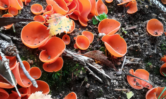 Participez au recensement des champignons dans votre forêt !