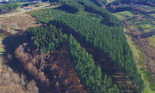 Panorama drone : captez l'essence de votre forêt