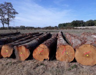 Ventes groupées et services en ligne pour les acheteurs de bois