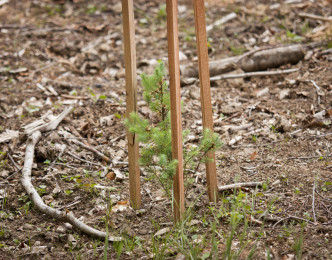 PLANTONS pour l’AVENIR