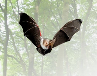 Les chauves-souris et les forestiers
