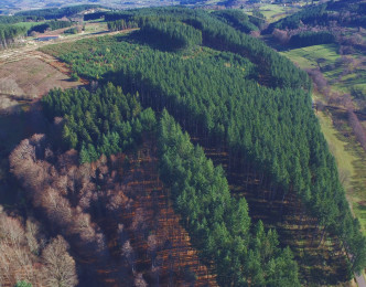 Panorama drone : captez l'essence de votre forêt