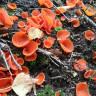 Participez au recensement des champignons dans votre forêt !