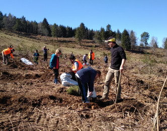 De jeunes planteurs dans les forêts du plateau de Millevaches