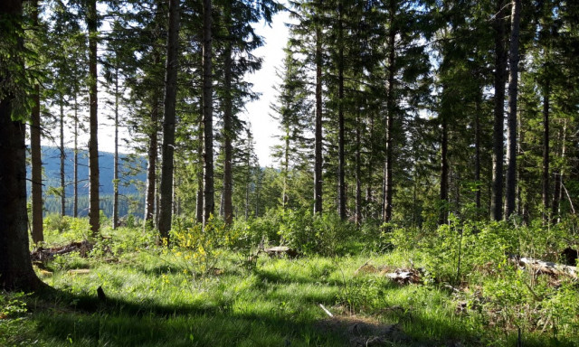 Comment concilier économie forestière et biodiversité forestière ?