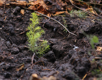 CFBL se mobilise pour la Journée Internationale des Forêts