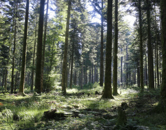 Projection du film "Il était une forêt"
