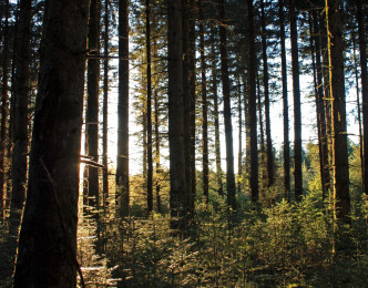 Bilan PEFC 2015 : forêts et bois certifiés par CFBL