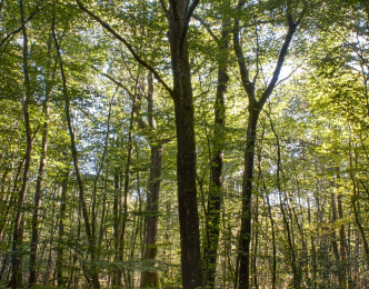 Avec la COP 21, l'Etat affiche son soutien financier à la filière bois