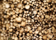 Consommer du papier détruit nos forêts ?