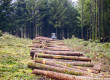 Les coupes rases, un danger pour nos forêts ?