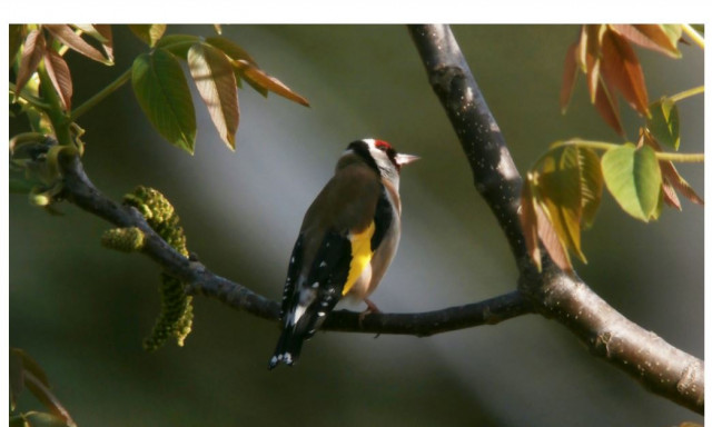 Les populations d’oiseaux disparaissent de nos forêts ?