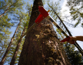 Les besoins de l’industrie du bois sont incompatibles avec la préservation des forêts ?