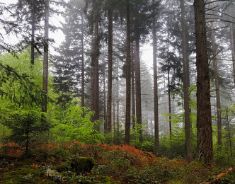 Un réseau intelligent se cache dans les sols forestiers ?