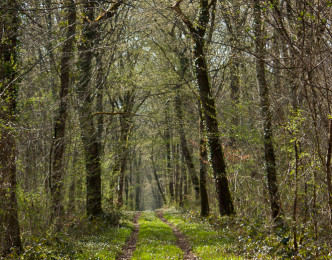 La forêt permet de produire de l’eau potable ?